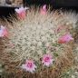 Preview: Mammillaria manana TL877